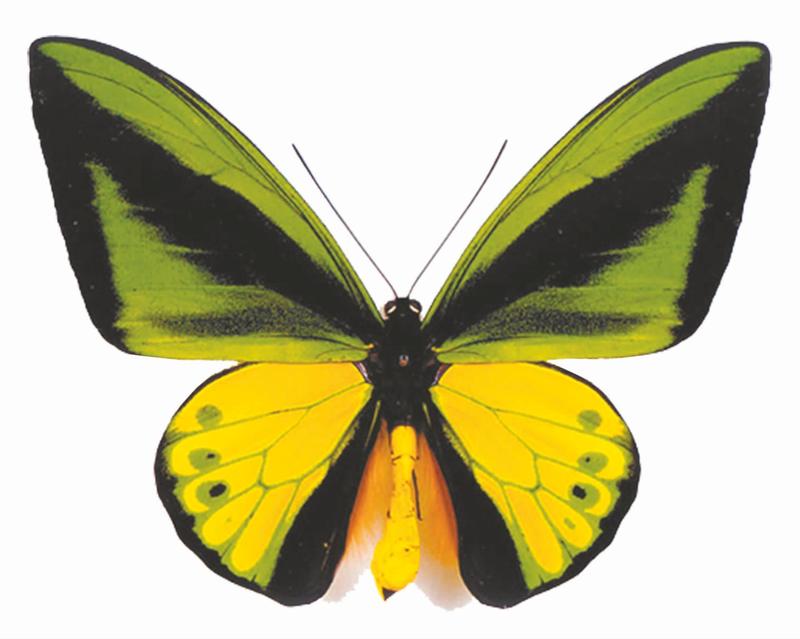 蝉……这些昆虫的名字大家都已耳熟能详,但世界上翅膀面积最大的蝴蝶